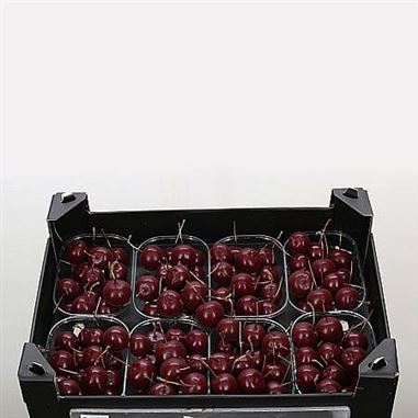Waxed Apples Small - Wine Red