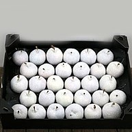 Waxed Apples - White & Sugared