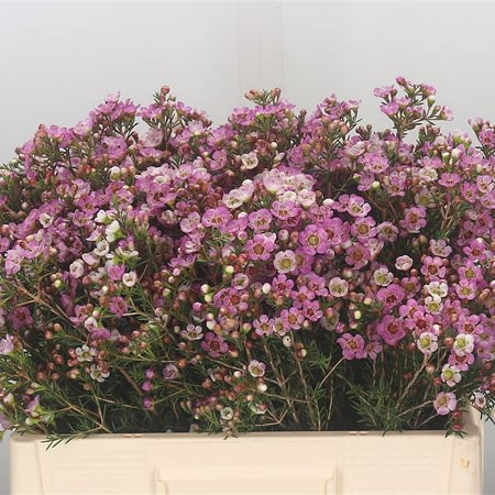 Waxflower Adi