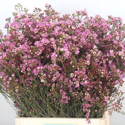 Waxflower Adi