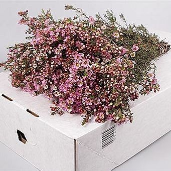 Waxflower Adi