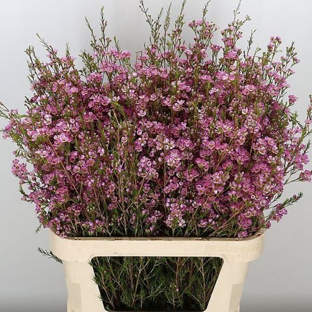 Waxflower Adi (Israel)