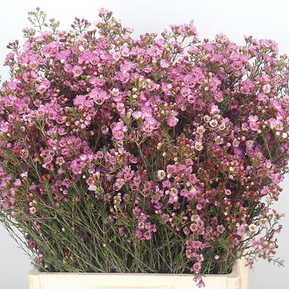 Waxflower Adi