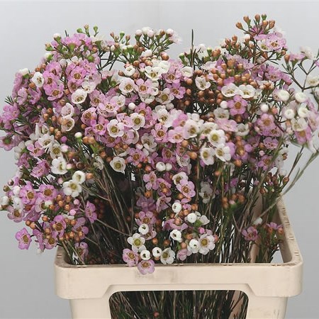 Waxflower Angelina (Extra)