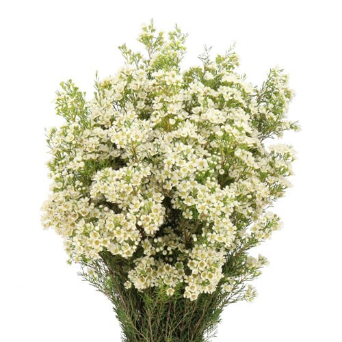 Waxflower Arbel