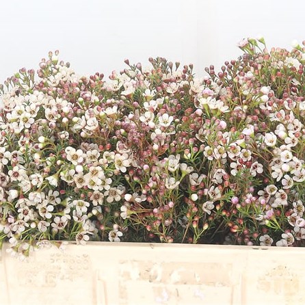 Waxflower Blondie