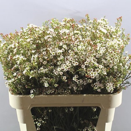 Waxflower Blondie