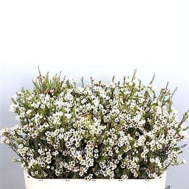 Waxflower Blondie