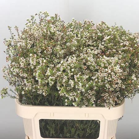 Waxflower Blondie (Extra)