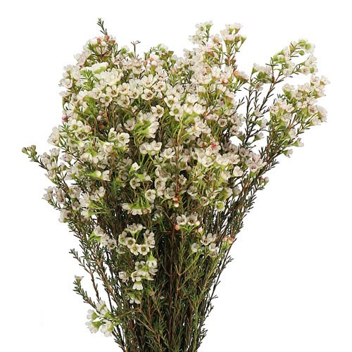 Waxflower Blondie
