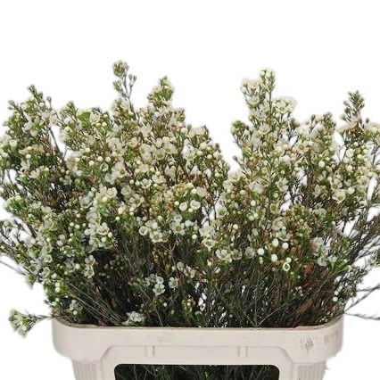 Waxflower Carlys White