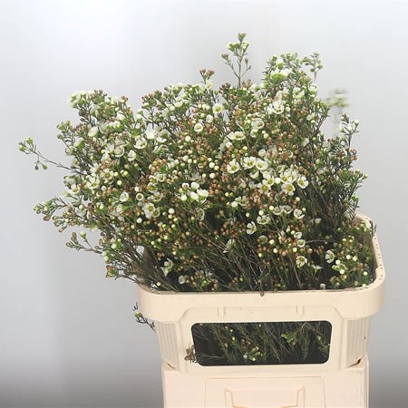 Waxflower Casino White