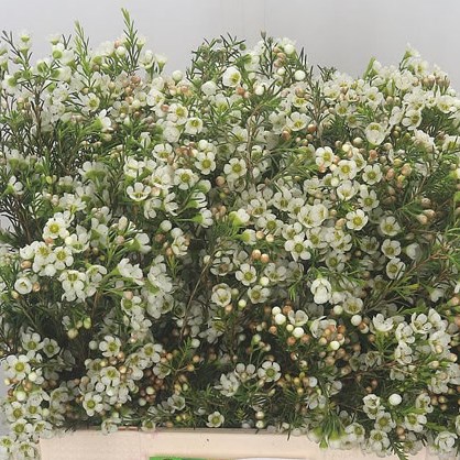 Waxflower Crystal Pearl