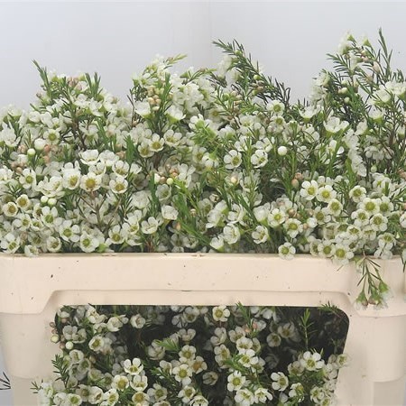 Waxflower Crystal Pearl