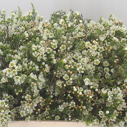 Waxflower Crystal Pearl