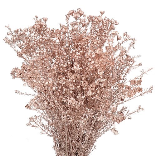 Waxflower Dyed Metallic Champagne