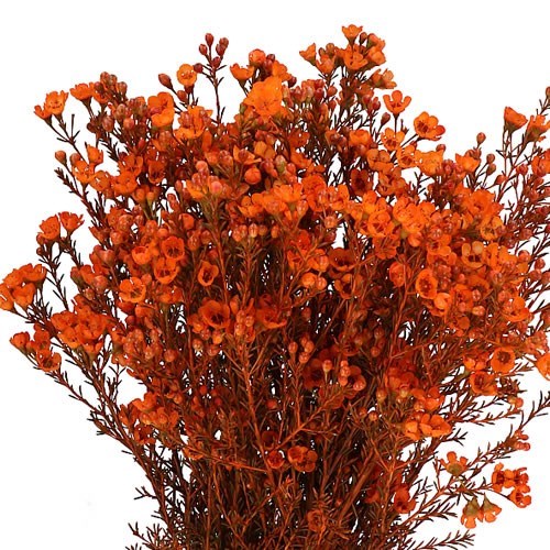 Waxflower Dyed Orange