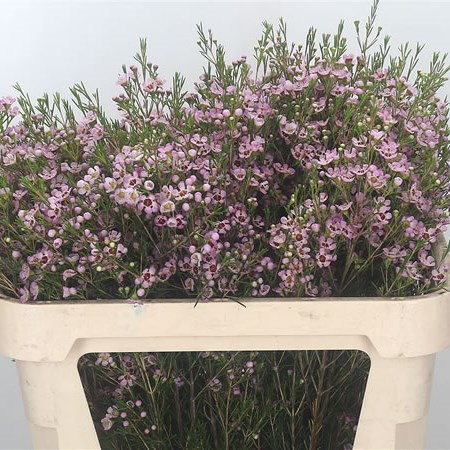 Waxflower Early Nir