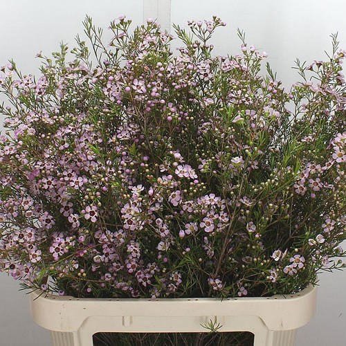 Waxflower Early Nir