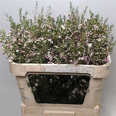 Waxflower Early Nir