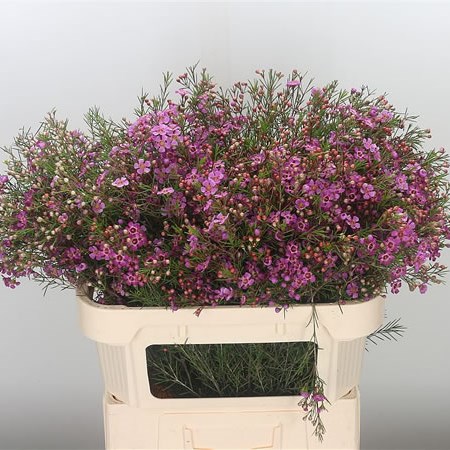 Waxflower Eden