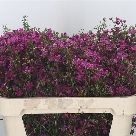 Waxflower Eden Purple