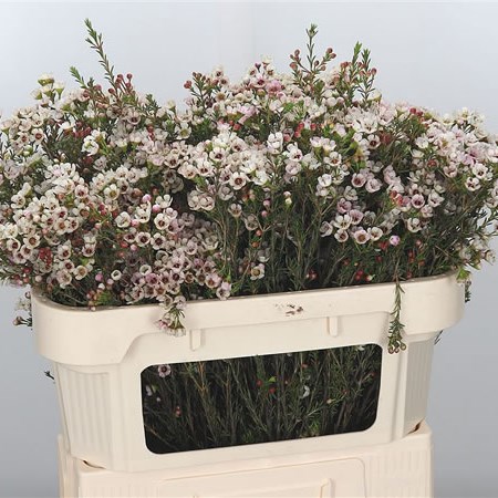 Waxflower Ella
