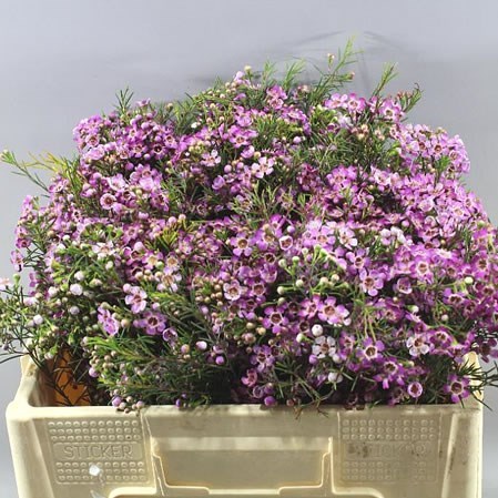 Waxflower Emma