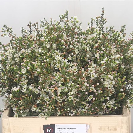 Waxflower Esperanza