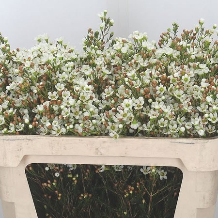 Waxflower Frosty Pearl (Extra)