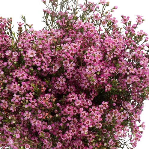 Waxflower Fuchsia Pride