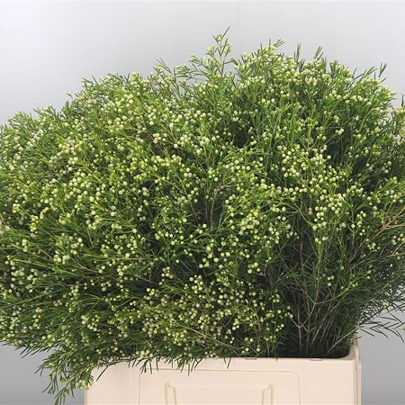Waxflower Green (In Seed)