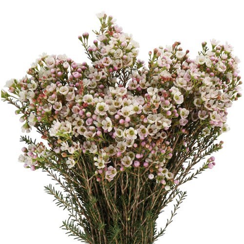 Waxflower Guy