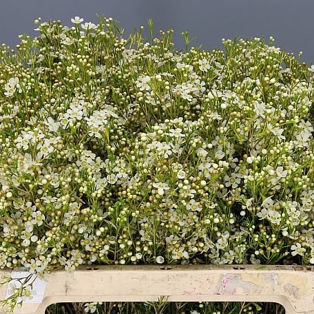 Waxflower Ofir