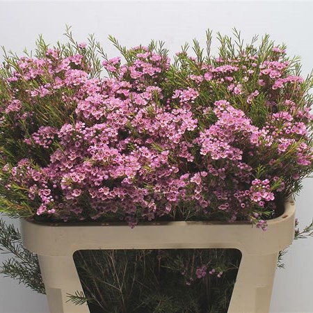 Waxflower Hot Pink