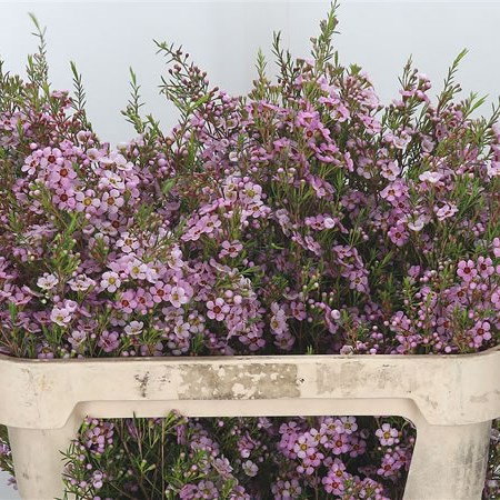 Waxflower Kerryn