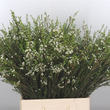 Waxflower Luna