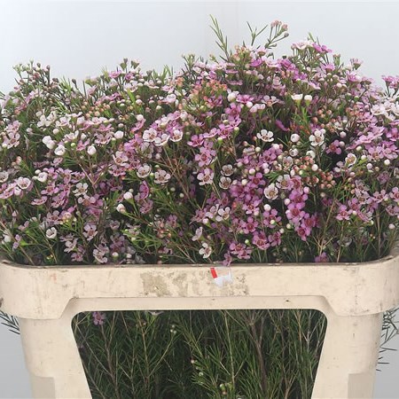 Waxflower Maira