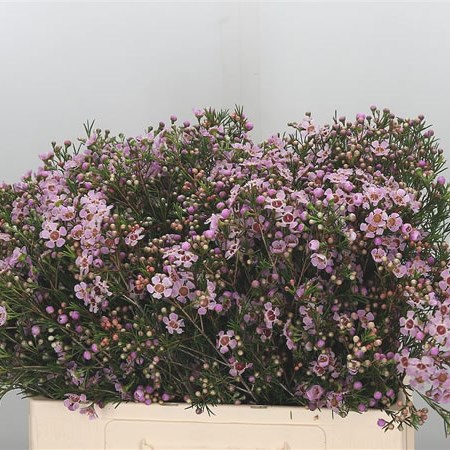 Waxflower Majestic