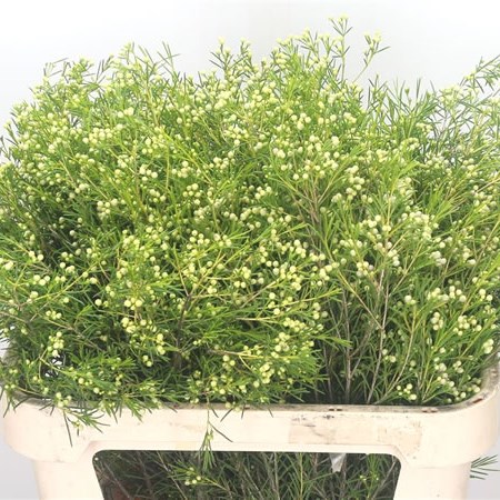 Waxflower Majestic White (in seed)