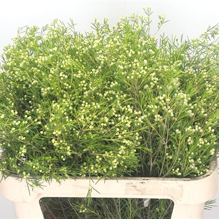 Waxflower Majestic White (in seed)