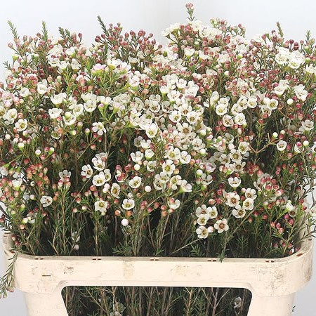 Waxflower Mariano