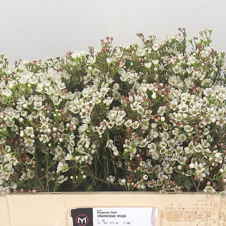 Waxflower Maya