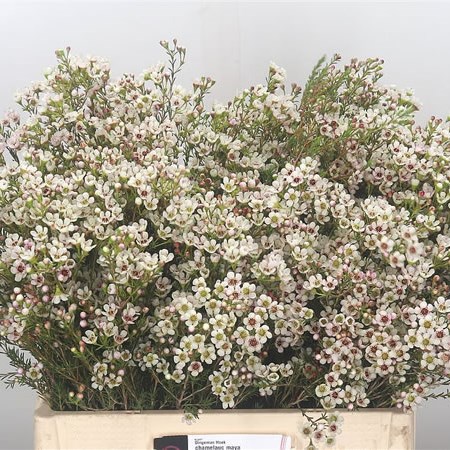 Waxflower Maya