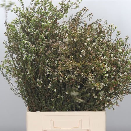 Waxflower Maya