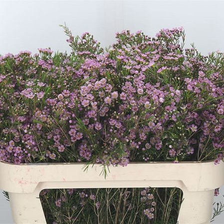 Waxflower Michal