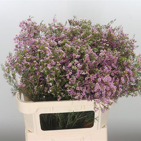 Waxflower Michal