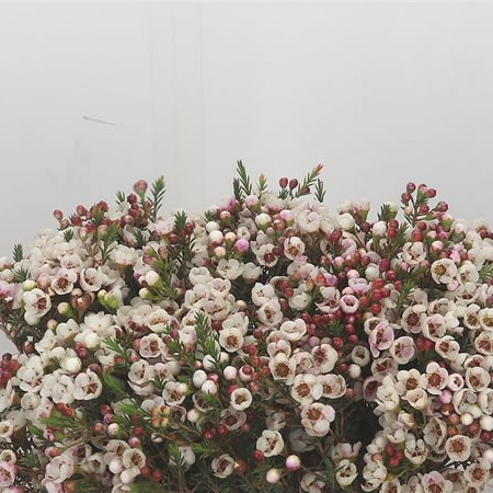 Waxflower Moonlight Delight
