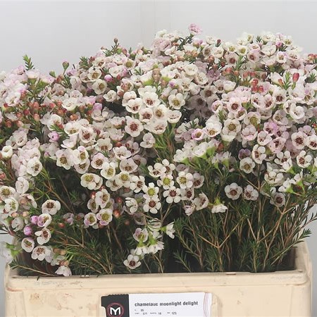 Waxflower Moonlight Delight