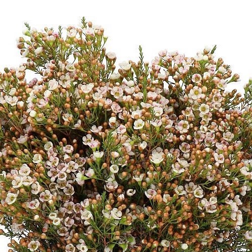 Waxflower Morning Delight